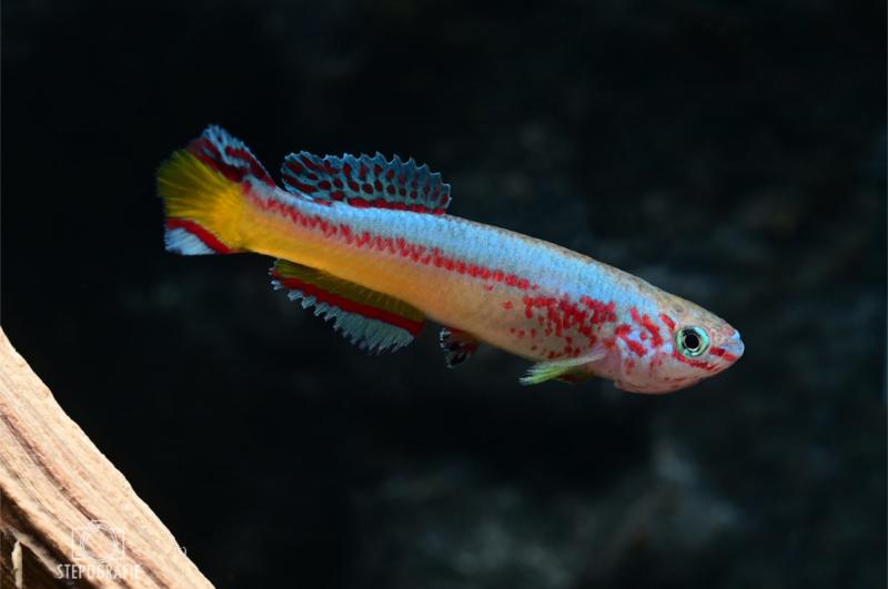 Amietis Prachtkärpfling im Aquarium